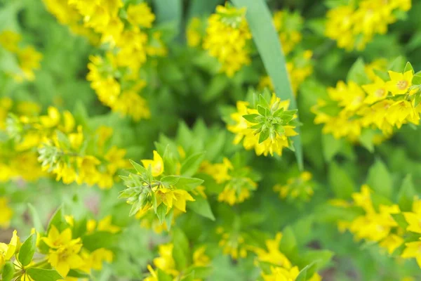 Yellow Green Floral Background Texture Lysimachia Punctata Plant Flower Close — Stock Photo, Image