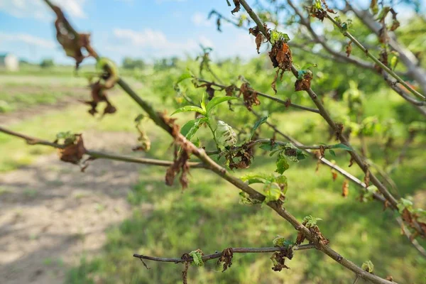 Enfermedades Las Hojas Melocotón Primer Plano Temporada Primavera Jardín —  Fotos de Stock