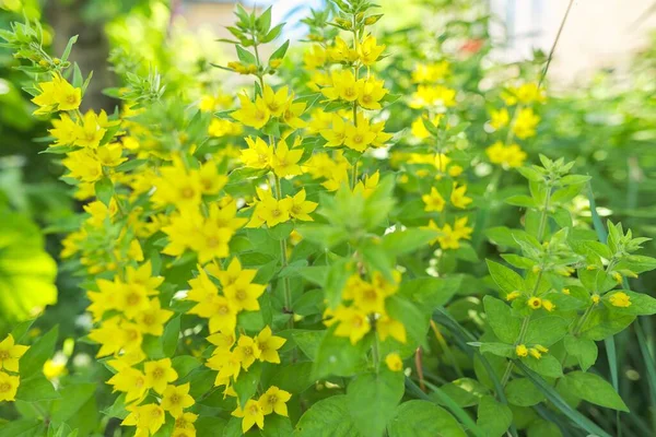 Fundo Floral Verde Amarelo Textura Lysimachia Punctata Flor Planta Fechar — Fotografia de Stock