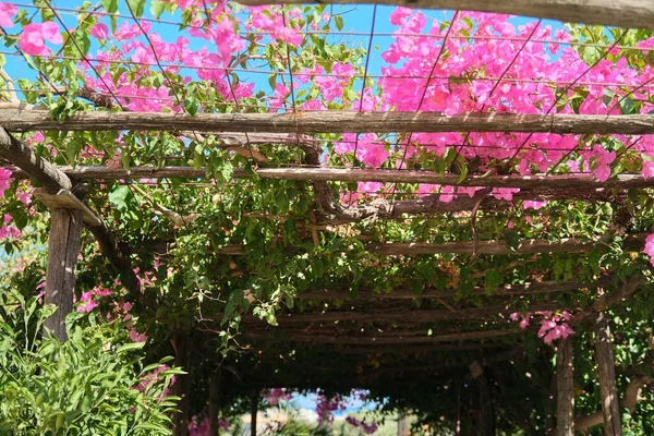 Buisson Fleuri Bougainvilliers Roses Avec Des Fleurs Roses Ciel Fond — Photo