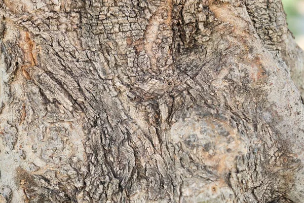Closeup Bark Olive Tree Abstract Texture Background — Stock Photo, Image