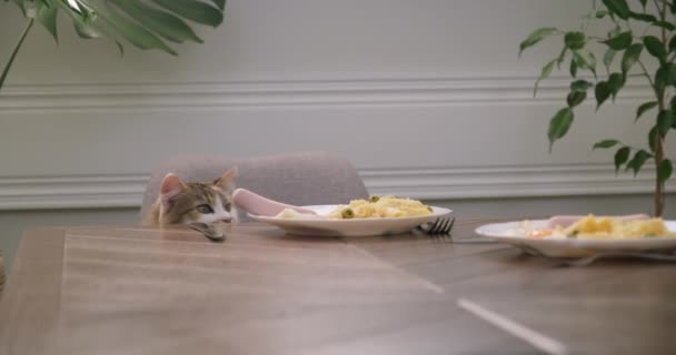 Юмор, домашняя кошка крадет сосиски с тарелки на столе — стоковое видео