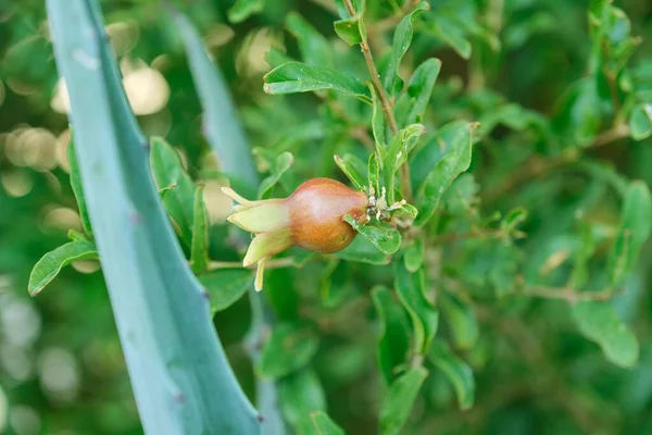 Pianta di melograno, frutta ravvicinata con parassiti — Foto Stock