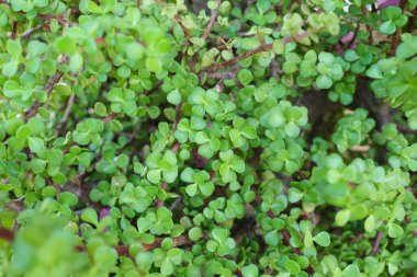 Dekoratif çalı sulu Portekiz afrası bahçe düzenlemesi için