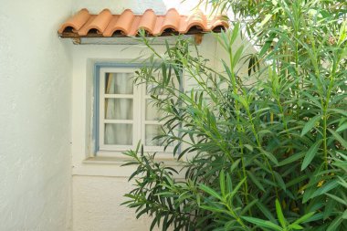 Bahçe evinin küçük mavi pencereli ve zakkum çalılı kısmı.