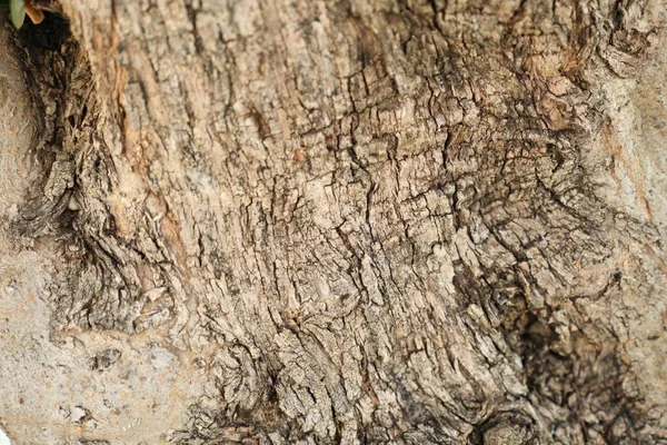 Close-up schors van olijfboom, abstracte textuur achtergrond — Stockfoto