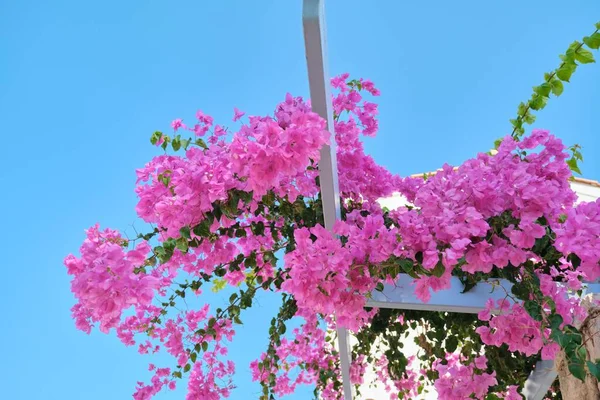 Flowering bush Pink Bougainvillea with pink flowers, background sky — Stock Photo, Image