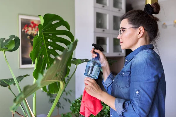 Vrouw zorgt voor potted plant thuis, reinigt doekjes bladeren van monstera — Stockfoto