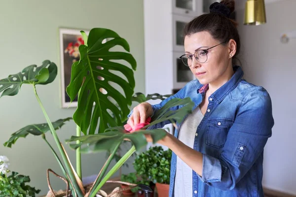 Giungla urbana, piante da appartamento in vaso, donna che si prende cura delle foglie di monstera — Foto Stock