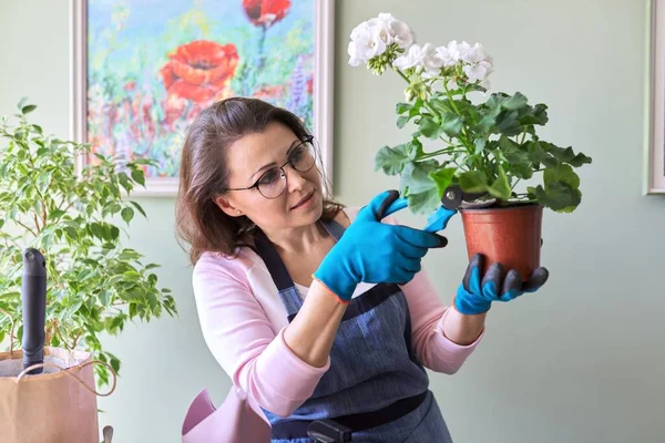 Woman caring for flower in pot at home, removes secateurs leaves — Stock Photo, Image