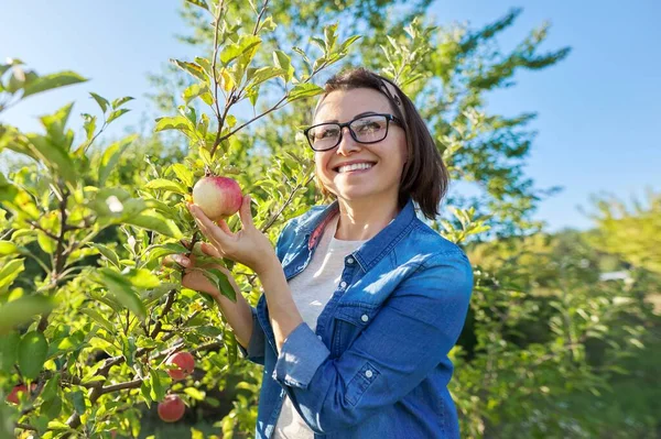 用成熟的红苹果在苹果树旁微笑的女园丁 — 图库照片