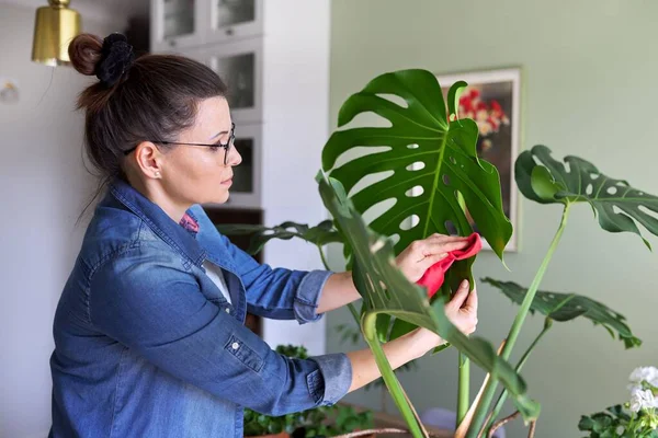 Žena se stará o rostliny v květináčích doma, čistí listí netvora — Stock fotografie