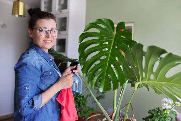 Vrouw zorgt voor potted plant thuis, reinigt doekjes bladeren van monstera — Stockfoto