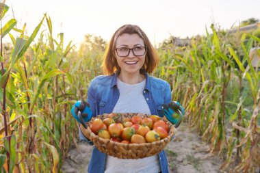 Bahçeden koparılmış taze domatesler sepette
