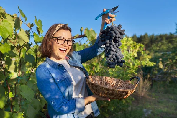 Vrouwelijke tuinier toont vers gesneden grote druiven bos blauwe druiven — Stockfoto