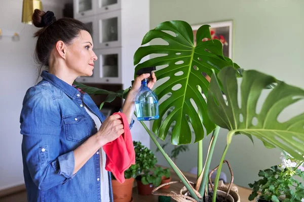 Urban jungle, indoor potted planten, vrouw die zorgt voor monstera bladeren — Stockfoto