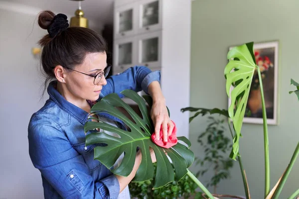 Urban jungle, indoor potted planten, vrouw die zorgt voor monstera bladeren — Stockfoto