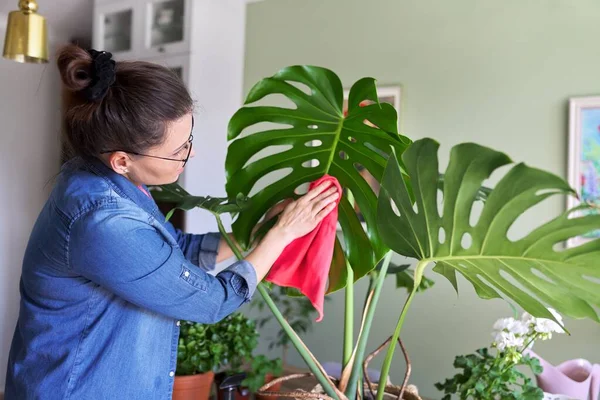 Vrouw zorgt voor potted plant thuis, reinigt doekjes bladeren van monstera — Stockfoto