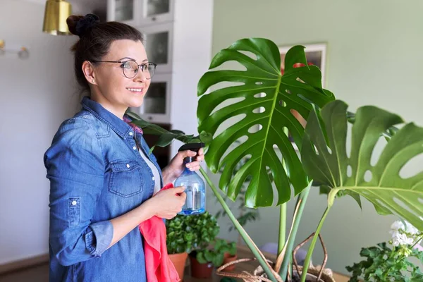 Urban jungle, indoor potted plants, woman caring for monstera leaves