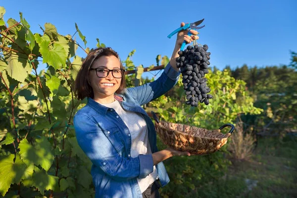 Vrouwelijke tuinier toont vers gesneden grote druiven bos blauwe druiven — Stockfoto