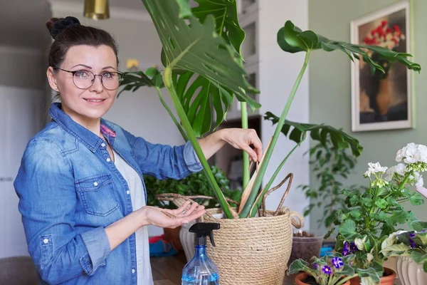 Vrouw bemest monstera plant in pot met minerale meststof in stokjes thuis — Stockfoto