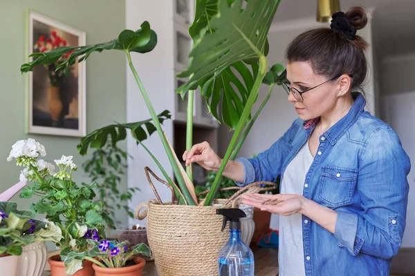 Vrouw bemest monstera plant in pot met minerale meststof in stokjes thuis — Stockfoto