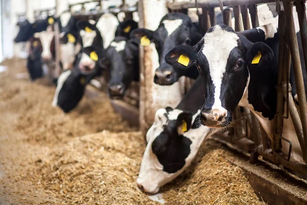 Vacas en la granja. Vacas blancas y negras comiendo heno en el establo . — Foto de Stock