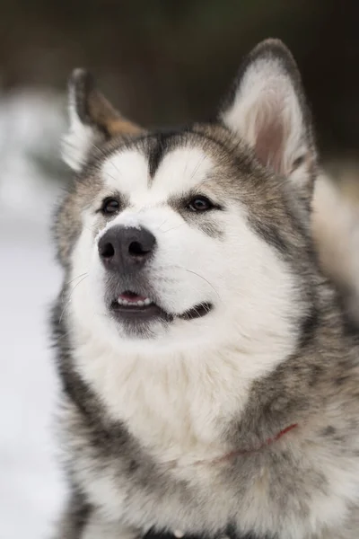 Ormanda kışın Sibirya köpeği.. — Stok fotoğraf