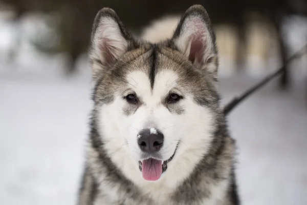 Kutya szibériai husky télen az erdőben. — Stock Fotó