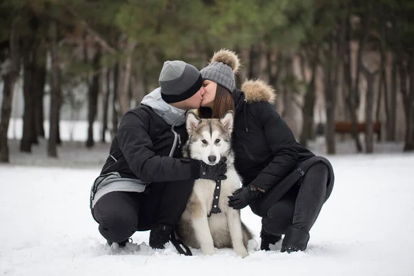 Hoş bir aile, bir erkek ve bir kız ile köpek kış ormandaki. Sibirya husky köpek ile oynamak.