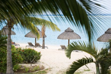 Şezlonglar ve palmiye ağacı ile tropikal plaj.