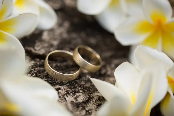 木の樹皮に結婚指輪。花プルメリア. — ストック写真