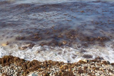 Kirli deniz dalgaları yaşlı kirli yosunları kıyıya çiviledi. Kumsaldaki kirli deniz yosunu hattı. Kirli deniz, çevresel kirlilik sorunu. Deniz yosunu ve deniz yosunu.