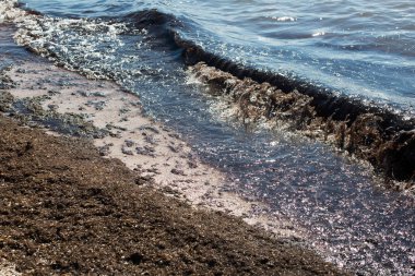 Kirli deniz dalgaları yaşlı kirli yosunları kıyıya çiviledi. Kumsaldaki kirli deniz yosunu hattı. Kirli deniz, çevresel kirlilik sorunu. Deniz yosunu ve deniz yosunu.