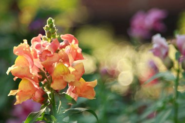 Gün batımında çayırda yabani çiçekler..