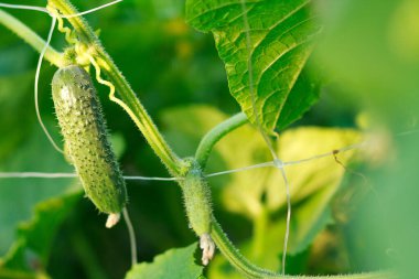 Bahçede salatalık yetiştiriyor. Yeşil çimen.