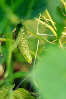 Bahçede salatalık yetiştiriyor. Yeşil çimen.