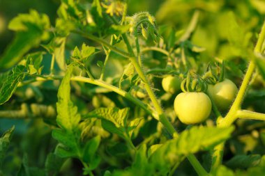 Bahçedeki yeşil domatesler. Yeşil çimen.