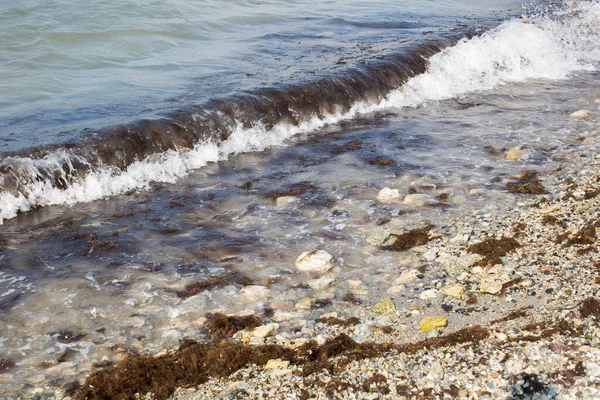 Dirty sea wave nailed to shore old dirty algae. Dirty seaweed line of sea surf on beach. Dirty sea, environmental problem of environmental pollution. Seaweed in sea wave.