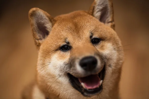 Retrato de un perro Shiba Inu, vista frontal . —  Fotos de Stock