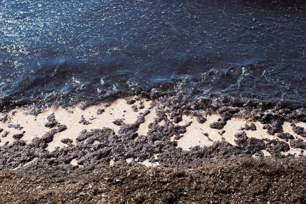 Kirli deniz dalgaları yaşlı kirli yosunları kıyıya çiviledi. Kumsaldaki kirli deniz yosunu hattı. Kirli deniz, çevresel kirlilik sorunu. Deniz yosunu ve deniz yosunu. — Stok fotoğraf