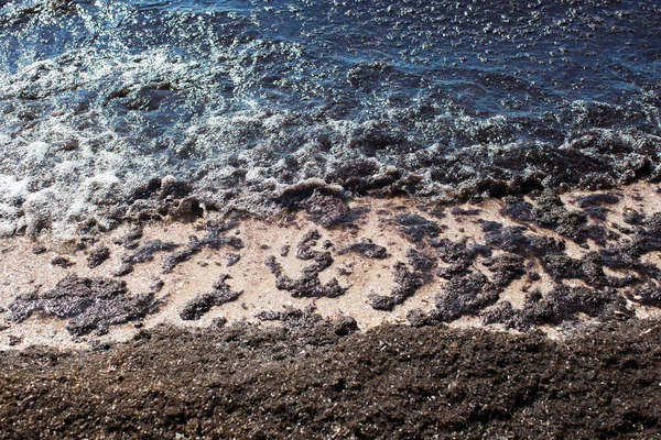 Dirty sea wave nailed to shore old dirty algae. Dirty seaweed line of sea surf on beach. Dirty sea, environmental problem of environmental pollution. Seaweed in sea wave.