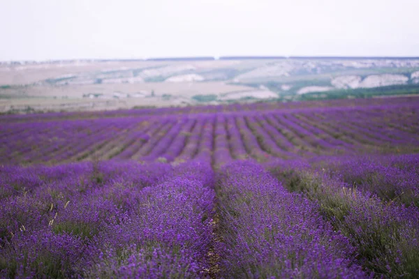 크림 남부의 라벤더 꽃이 피는 밭. — 스톡 사진