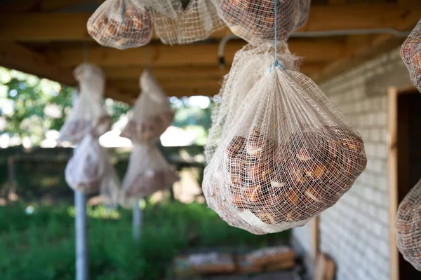 Zwiebeln in Tüten werden im Haus an der Luft getrocknet. — Stockfoto