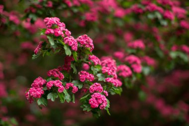 Bahçedeki bir ağaç dalında pembe çiçekler.