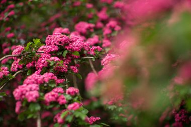 Bahçedeki bir ağaç dalında pembe çiçekler.