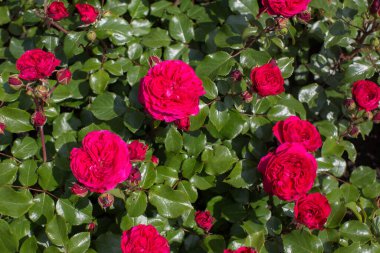 Bahçedeki kırmızı gül bir çalılıkta.