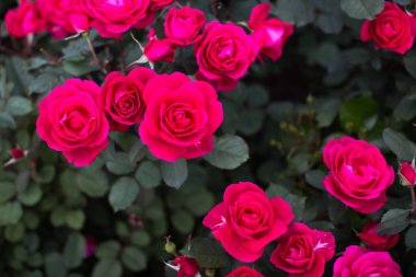 Bahçedeki kırmızı gül bir çalılıkta.