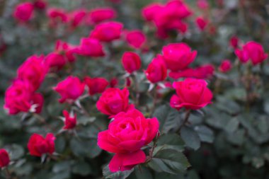 Bahçedeki kırmızı gül bir çalılıkta.