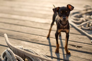Minyatür köpek Pinscher köpek yavrusu ahşap arka planda.